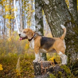 Animaux