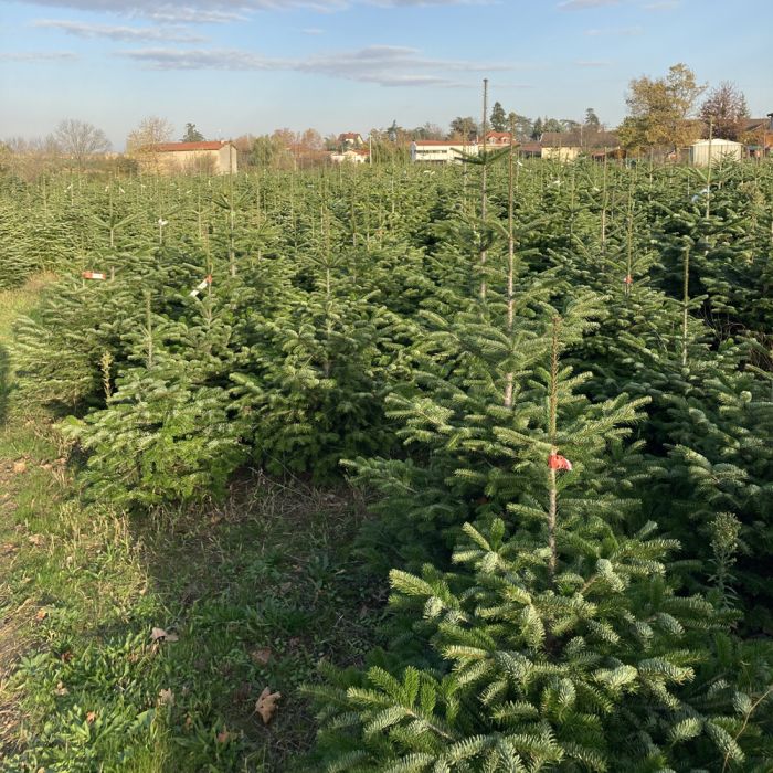 Sapin Nordmann 1er choix coupé 175/200 cm